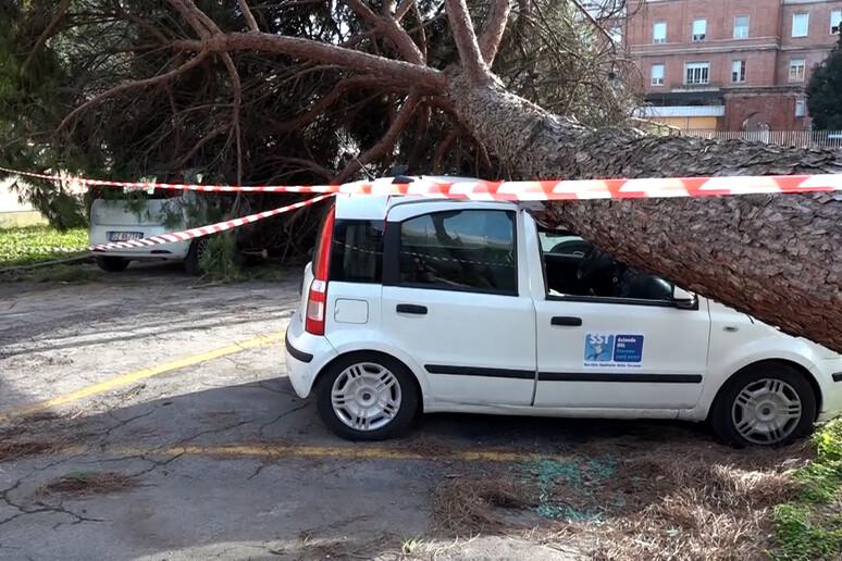 Crollo pino danneggia auto Asl a Lucca.