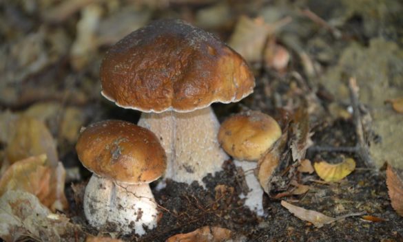 Dove cercare funghi in Valdelsa e provincia di Siena, guida del Quotidiano.