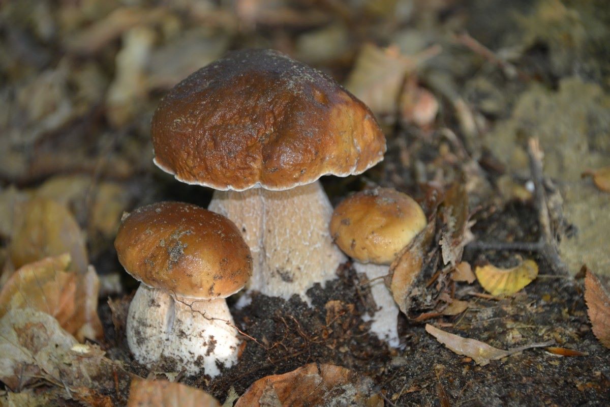 Dove cercare funghi in Valdelsa e provincia di Siena, guida del Quotidiano.