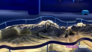 Due balene fossili dimenticate nei vecchi macelli. Video mostra il ritrovamento di milioni di anni fa.