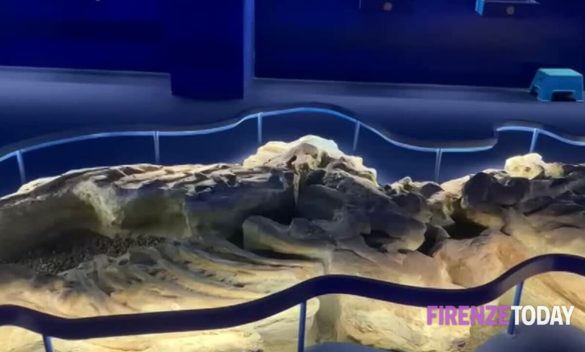 Due balene fossili dimenticate nei vecchi macelli. Video mostra il ritrovamento di milioni di anni fa.