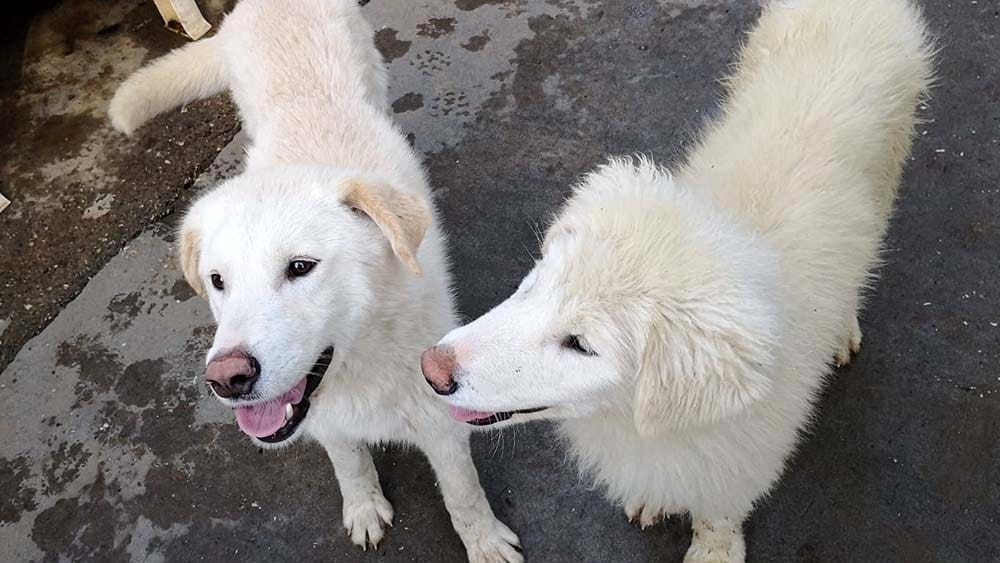 Elba, Intesa per assistenza veterinaria h24, reperibilità e numero verde, le novità.