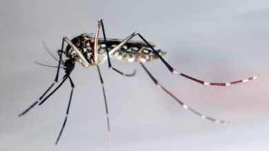 Febbre dengue, donna morta a Firenze. Cosa fare in caso di sintomi?