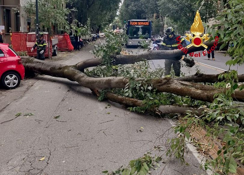 Forte maltempo provoca crollo alberi e blocco traghetti.