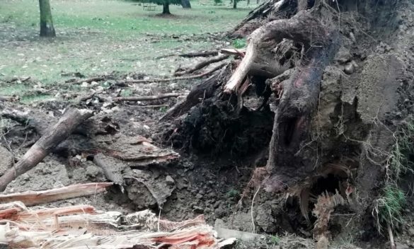 Forte vento e temporali colpiscono Arezzo e Casentino