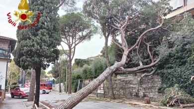 Maltempo in Toscana, vento gelido, alberi abbattuti e raffiche a 216 km/h.