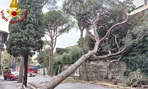 Maltempo in Toscana, vento gelido, alberi abbattuti e raffiche a 216 km/h.