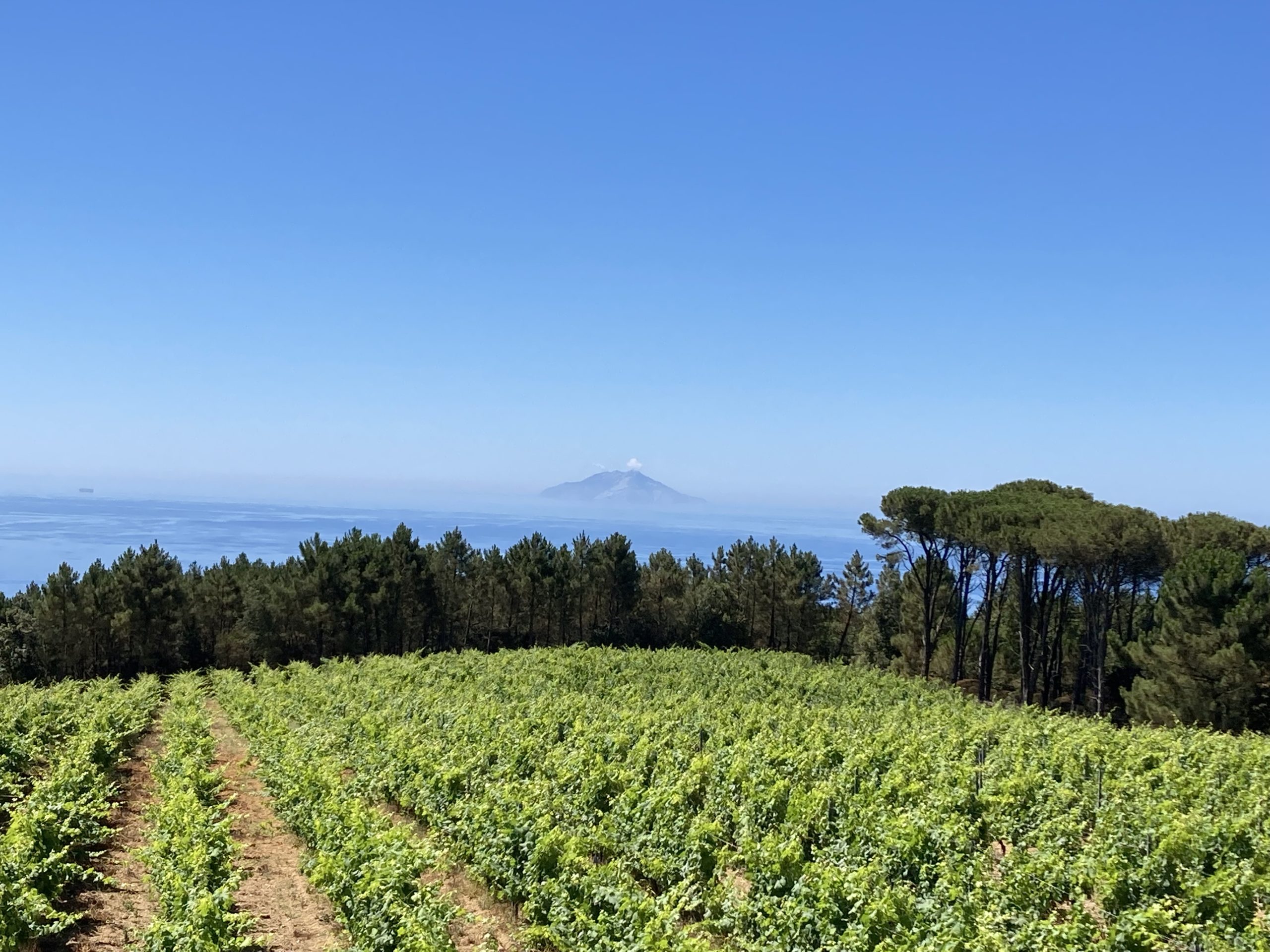 Mare DiVino 2023, tre giorni di gusto al terminal crociere di Livorno.