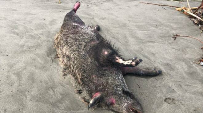 cinghiale morto spiaggia Marina di Carrara