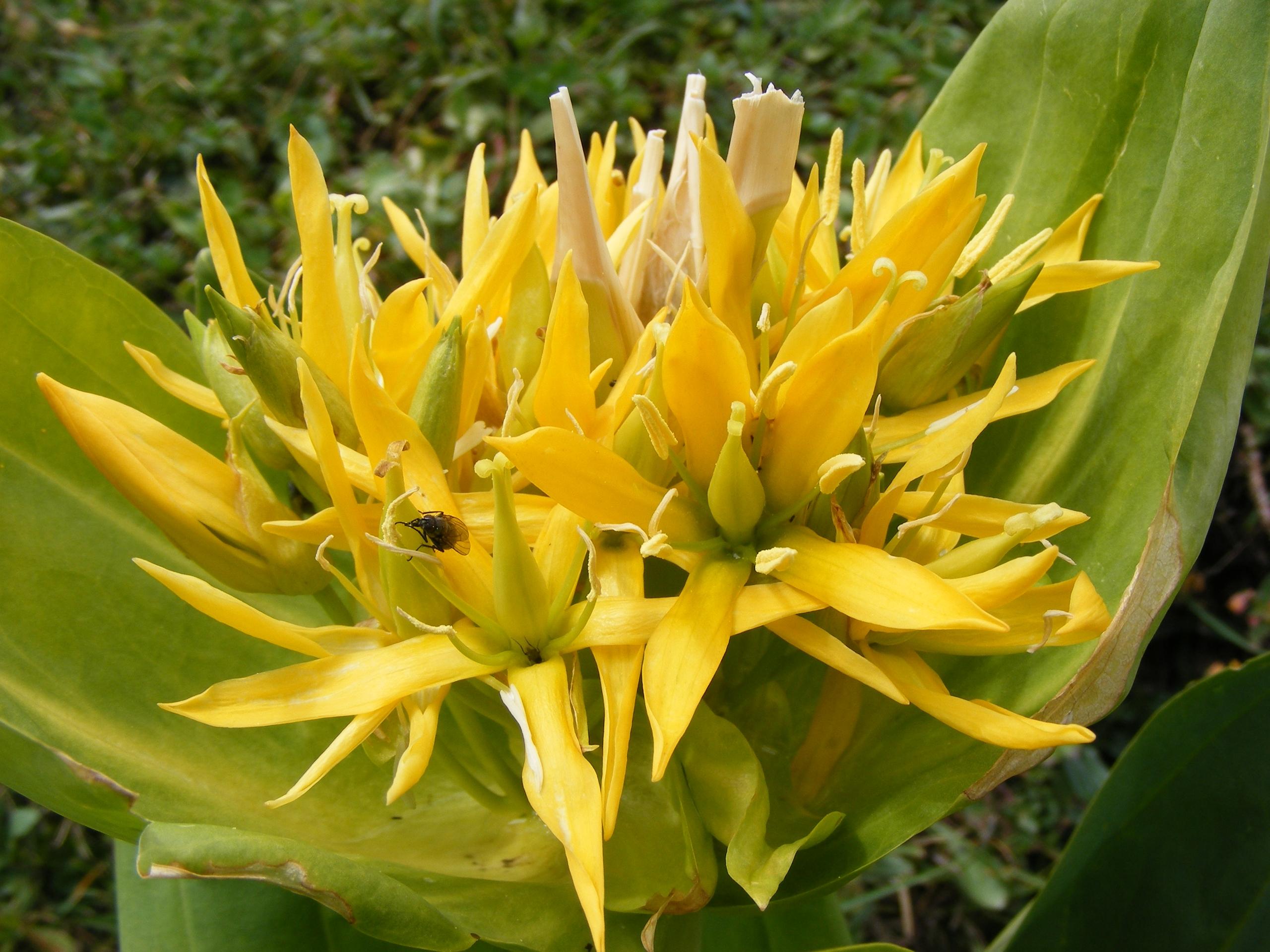 Piante officinali in Toscana, elenco ufficiale da tarassaco a cardo