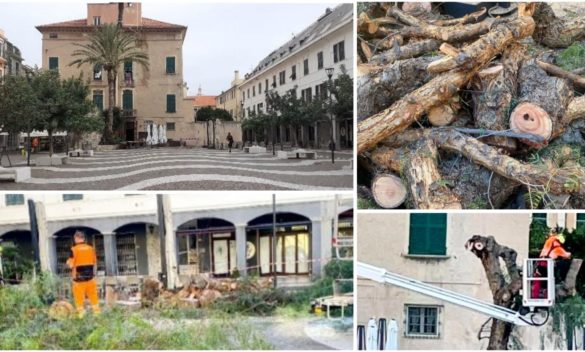 Pietra Ligure, Rimossa imitazione 'finto pepe' in piazza Vittorio Emanuele II. Carrara chiede spiegazioni, piazza ora desolata