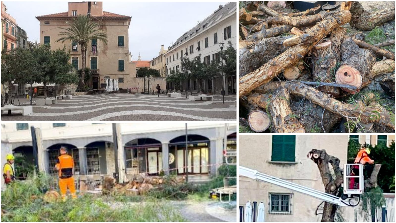 Pietra Ligure, Rimossa imitazione 'finto pepe' in piazza Vittorio Emanuele II. Carrara chiede spiegazioni, piazza ora desolata