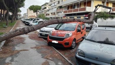 maltempo, auto ditrutta da pino crollato a Marina di Carrara