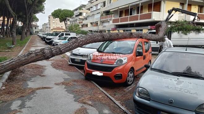 maltempo, auto ditrutta da pino crollato a Marina di Carrara