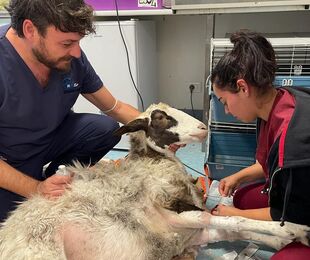 Pronto Soccorso e Vet Hospital Firenze salvano 5 animali dall'alluvione toscana grazie alla LAV