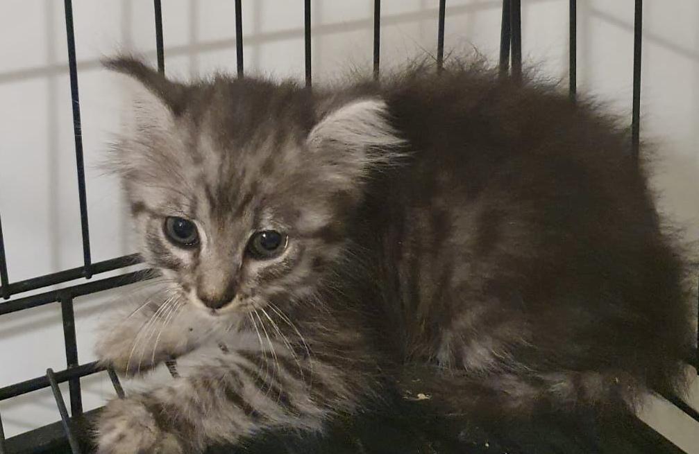 Riassumi questo titolo tra 55 e 65 caratteri Uccide un gatto a fucilate perché ha camminato sul cemento fresco, denunciato un uomo