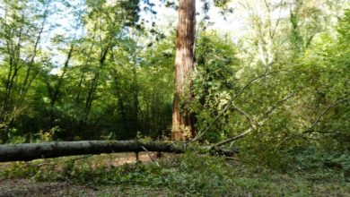 Sequoia di San Casciano rischia danno da albero abbattuto - Il Gazzettino del Chianti