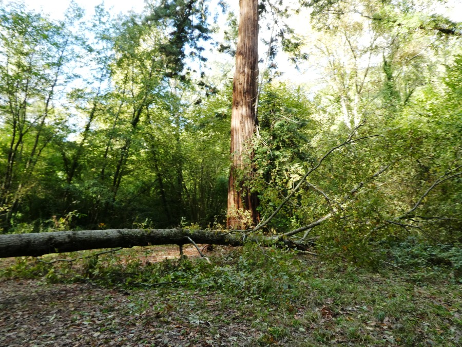 Sequoia di San Casciano rischia danno da albero abbattuto - Il Gazzettino del Chianti