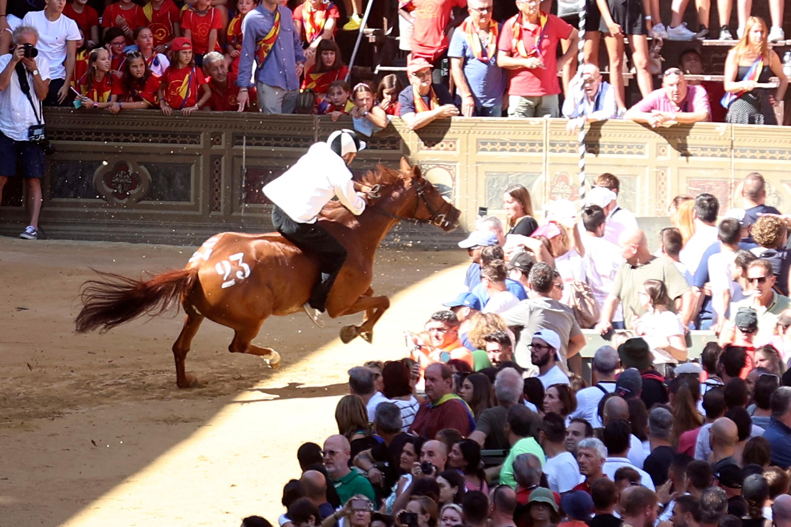 Siena, Palio horses, "prizes" amount to €63,000. Zio Frac takes home the maximum.