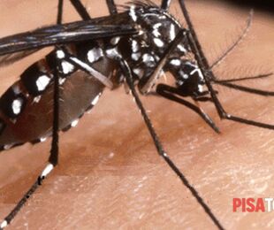 Sindaco di Pisa ordina disinfestazione urgente per caso di Dengue