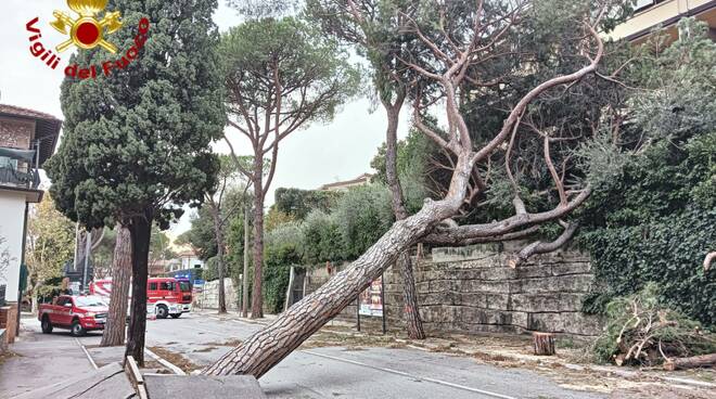 alberi caduti pistoia