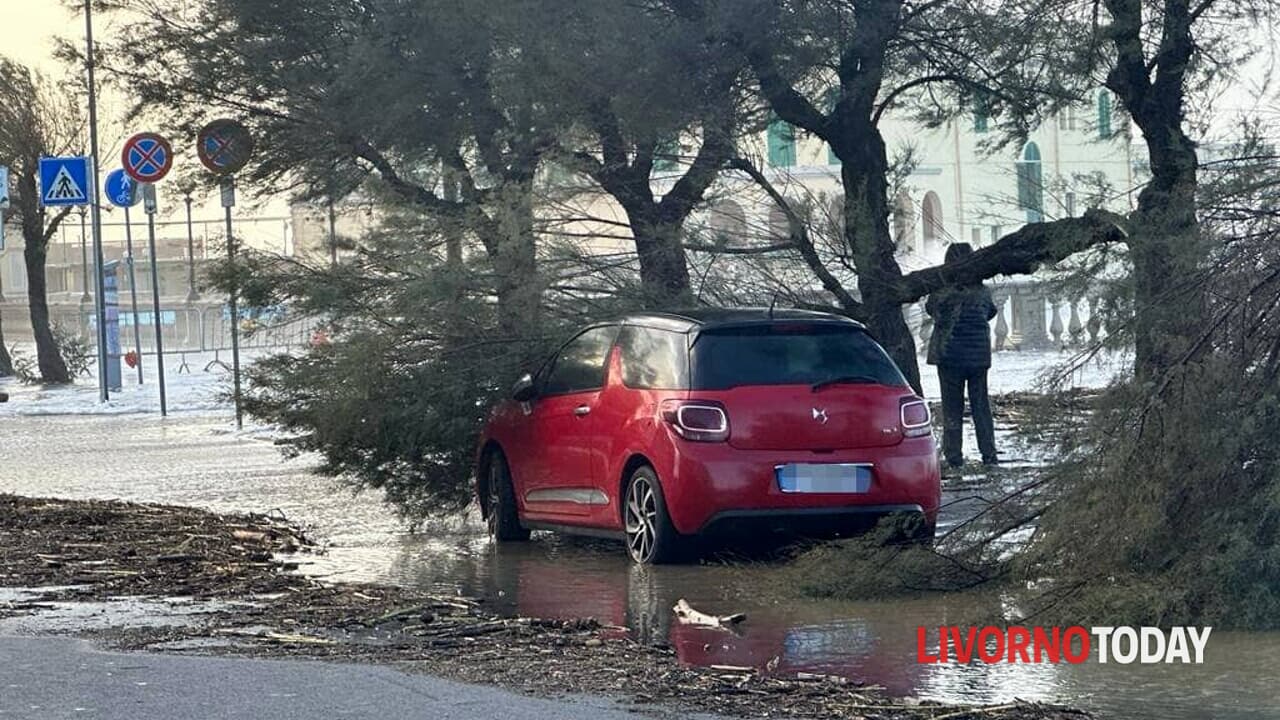 Vento forte sradica alberi e chiude strade a Livorno.