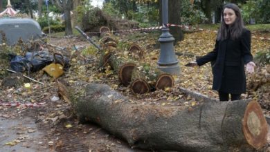'Violento vento Ciaran sconvolge Firenze, più di 30 alberi abbattuti e niente quartiere è indenne. Preoccupazione diffusa in un asilo nido.'