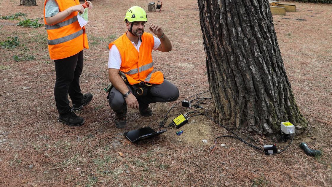 comunale di piantare più alberi lungo la linea della tramvia.