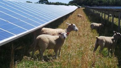 Italia Solare, no ad agrivoltaico contro agricoltori e Paese