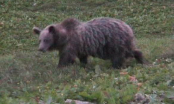 Esemplare di orso nel Trentino Orientale dopo 2 anni di assenza