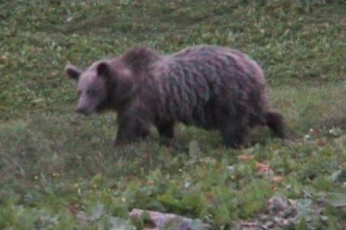 Esemplare di orso nel Trentino Orientale dopo 2 anni di assenza