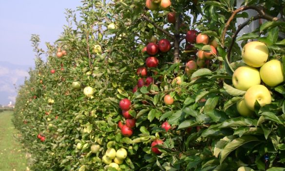 Il clima preoccupa i produttori, meno mele la prossima stagione