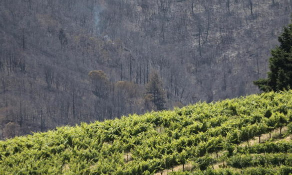 Morto Edi Simcic, pioniere del vino del Collio sloveno