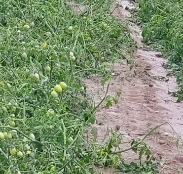 Maltempo: titolare cascina, 'in 15 minuti perso 100% raccolto'