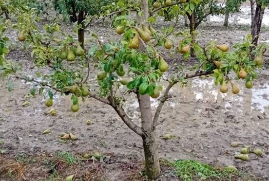 Maltempo: Cia Alessandria, campi distrutti, dai pomodori al mais