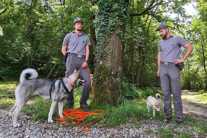 Due nuovi cani anti orso per il Nucleo cinofilo del Trentino