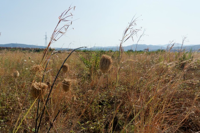 Ue avanti con Green Deal, in vigore il Ripristino della natura