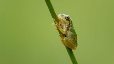 Cop16, le aziende italiane verso protezione biodiversità