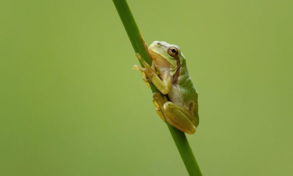 Cop16, le aziende italiane verso protezione biodiversità